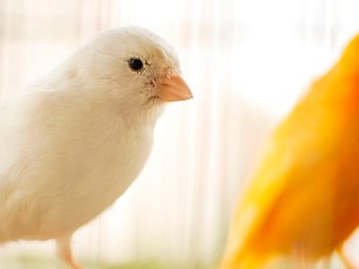 Protocolo básico de muda en aves