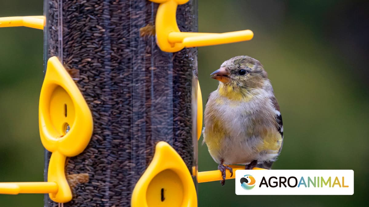 acceso tornillo acuerdo 5 Tipos de semillas para pájaros más comunes | Agroanimal
