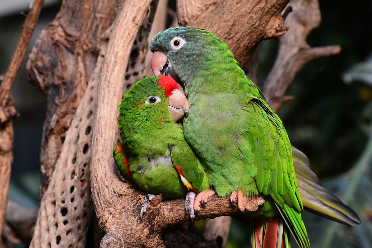 aves domésticas parejas o en solitario