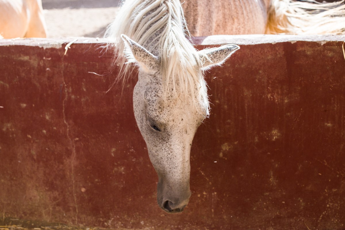 Como quitar los piojos en caballos