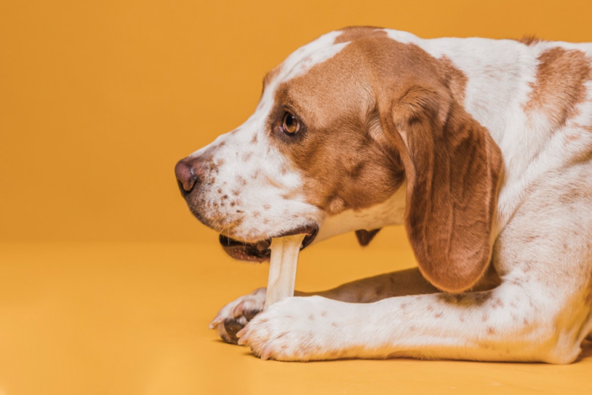 Huesos para perros