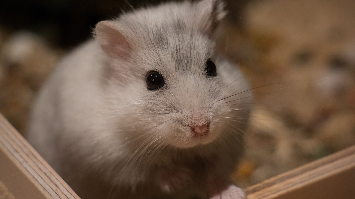 manejo del estres en roedores y sus efectos salud
