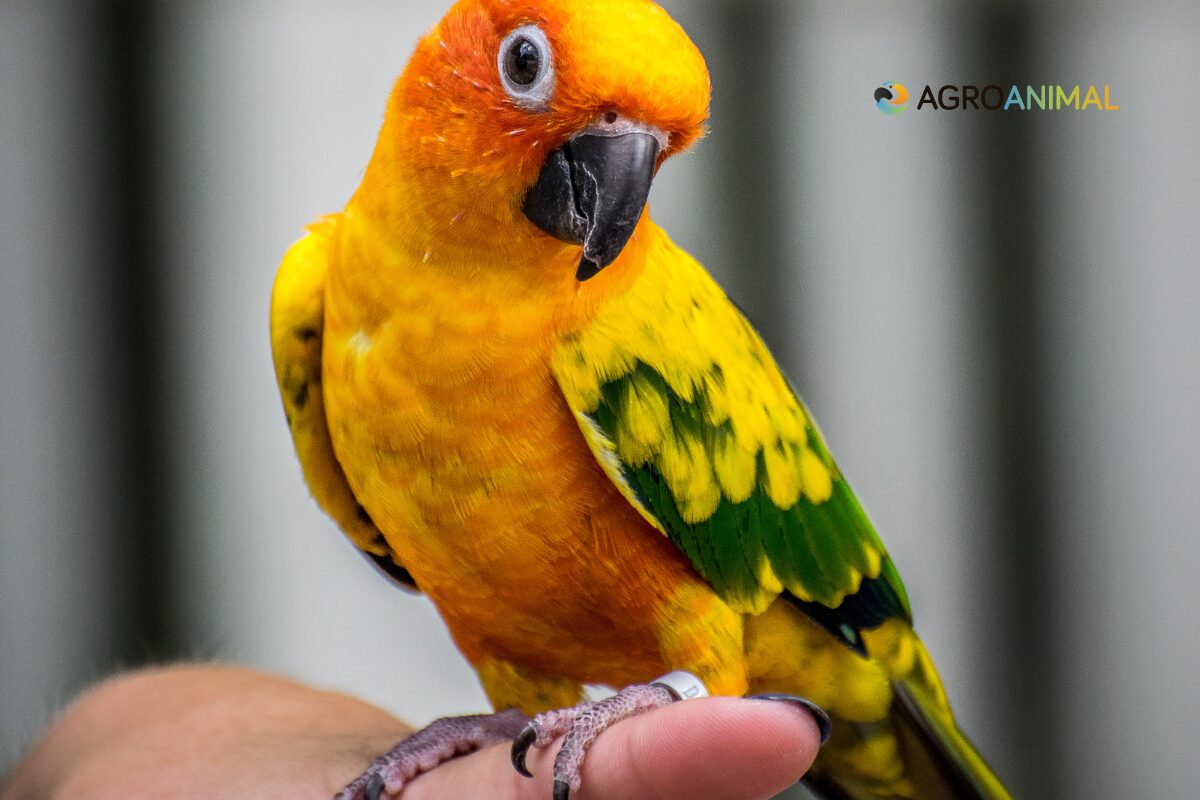 Cómo prevenir y tratar el estrés en aves