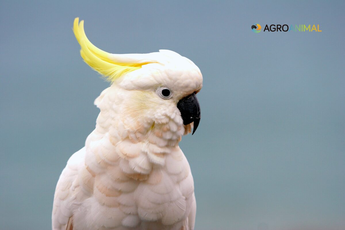 Curiosidades sobre cacatúas