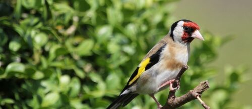 Los 5 pájaros que mejor cantan